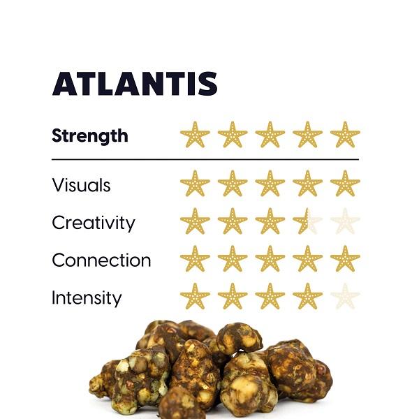 Maka – Psilocybe Atlantis, 15gram