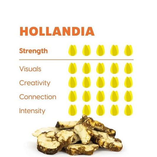 Maka – Psilocybe Hollandia, 15gram