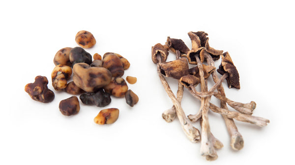 🍄 Magic Truffles vs. Paddo's: Wat is het Verschil? 🍄