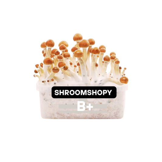 Growkits Paddo  B+ 2100cc