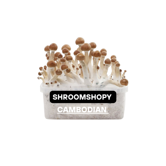 Growkits Paddo Cambodian 2100cc