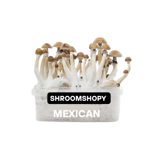 Growkits Paddo Mexican 1200cc