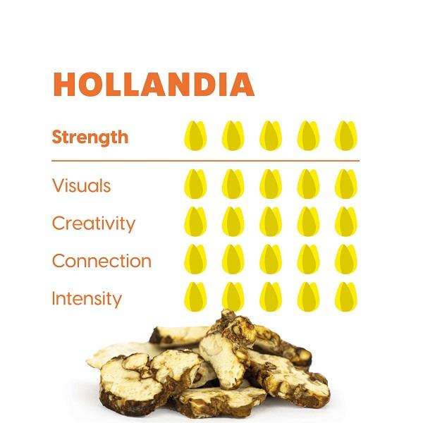 Maka – Psilocybe Hollandia, 15gram